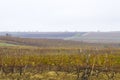 Winery and wine yard in Kakheti, Georgia. Landscape of grape trees valley Royalty Free Stock Photo