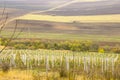 Winery and wine yard in Kakheti, Georgia. Landscape of grape trees valley Royalty Free Stock Photo