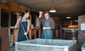 Winery workers making wine with a fruit press tool or equipment in warehouse or distillery. Woman and man winemakers or