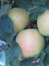 Winesap apple bunch with raindrops hanging on tree