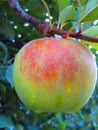 Winesap apple with raindrops hanging on tree Royalty Free Stock Photo