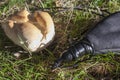 Wineskin or bota bag and bread over green grass