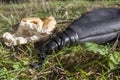 Wineskin or bota bag and bread over green grass