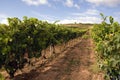 Wineyard Royalty Free Stock Photo