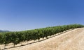 Wineyard Royalty Free Stock Photo