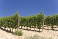 Wineyard Royalty Free Stock Photo