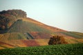 Wineyard Royalty Free Stock Photo