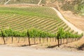 Wineyard in California Royalty Free Stock Photo