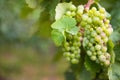 Wineyard with fresh grapes in Trier, Moselle Valley Royalty Free Stock Photo