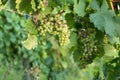 Wineyard with fresh grapes in Trier, Moselle Valley Royalty Free Stock Photo