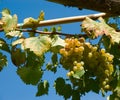 Wineyard grape cluster Royalty Free Stock Photo