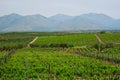 Wineyard with grape rows