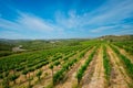 Wineyard with grape rows Royalty Free Stock Photo