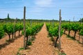 Wineyard with grape rows Royalty Free Stock Photo