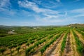 Wineyard with grape rows