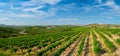 Wineyard with grape rows in Greece