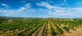 Wineyard with grape rows Royalty Free Stock Photo