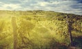 Wineyard landscape