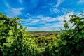 Wineyard near Volkach Royalty Free Stock Photo