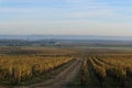 Wineyard in Sauternes, France