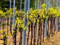 Wineyard in the spring