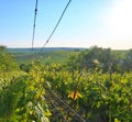 Wineyard at spring. Sun flare. Vineyard landscape. Vineyard rows at South Moravia, Czech Republic Royalty Free Stock Photo