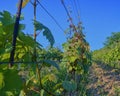 Wineyard at spring. Sun flare. Vineyard landscape. Vineyard rows at South Moravia, Czech Republic Royalty Free Stock Photo