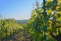 Wineyard at spring. Sun flare. Vineyard landscape. Vineyard rows at South Moravia, Czech Republic