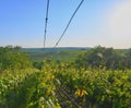 Wineyard at spring. Sun flare. Vineyard landscape. Vineyard rows at South Moravia