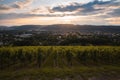 Wineyard in Trier, Moselle Valley in Rhineland Palatiane in Germany Royalty Free Stock Photo