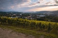 Wineyard in Trier, Moselle Valley in Rhineland Palatiane in Germany Royalty Free Stock Photo