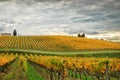 Wineyards in autumn in Tuscany, Chianti, Italy