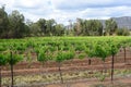 Wineyards. Hunter Valley. New South Wales. Australia