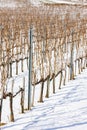 Wineyards near Vinicky, Tokaj region, Slovakia