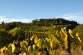 Wineyards in Tuscany, Chianti, Italy Royalty Free Stock Photo