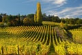 Wineyards in Tuscany, Chianti, Italy Royalty Free Stock Photo