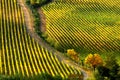 Wineyards in Tuscany, Chianti, Italy Royalty Free Stock Photo