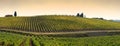 Wineyards in Tuscany, Chianti, Italy. Royalty Free Stock Photo