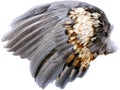 Wing Royalty Free Stock Photo