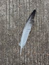 Wing animal bird falling  floor Royalty Free Stock Photo