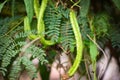 Wing bean grows on vine tree, young winged beans agriculture Royalty Free Stock Photo