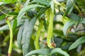 Wing bean grows on vine tree, young winged beans agriculture