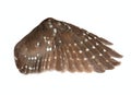 Wing of the bird Royalty Free Stock Photo