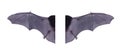 Wing black Bat isolated on white background. Royalty Free Stock Photo