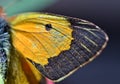 The wing of a butterfly clouded yellow