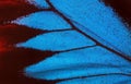 Wing of a butterfly Ulysses. Wing of a butterfly texture background. Close up Royalty Free Stock Photo