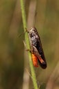 Wing-buzzing grasshopper