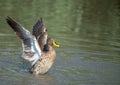 Wing Clapping Yellow Billed Duck. Royalty Free Stock Photo