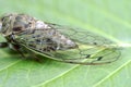 Wing detail of a Dog-day cicada Neotibicen canicularis on a green leaf side view macro image Royalty Free Stock Photo