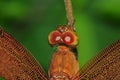 Wing dragonfly of Thailand Royalty Free Stock Photo